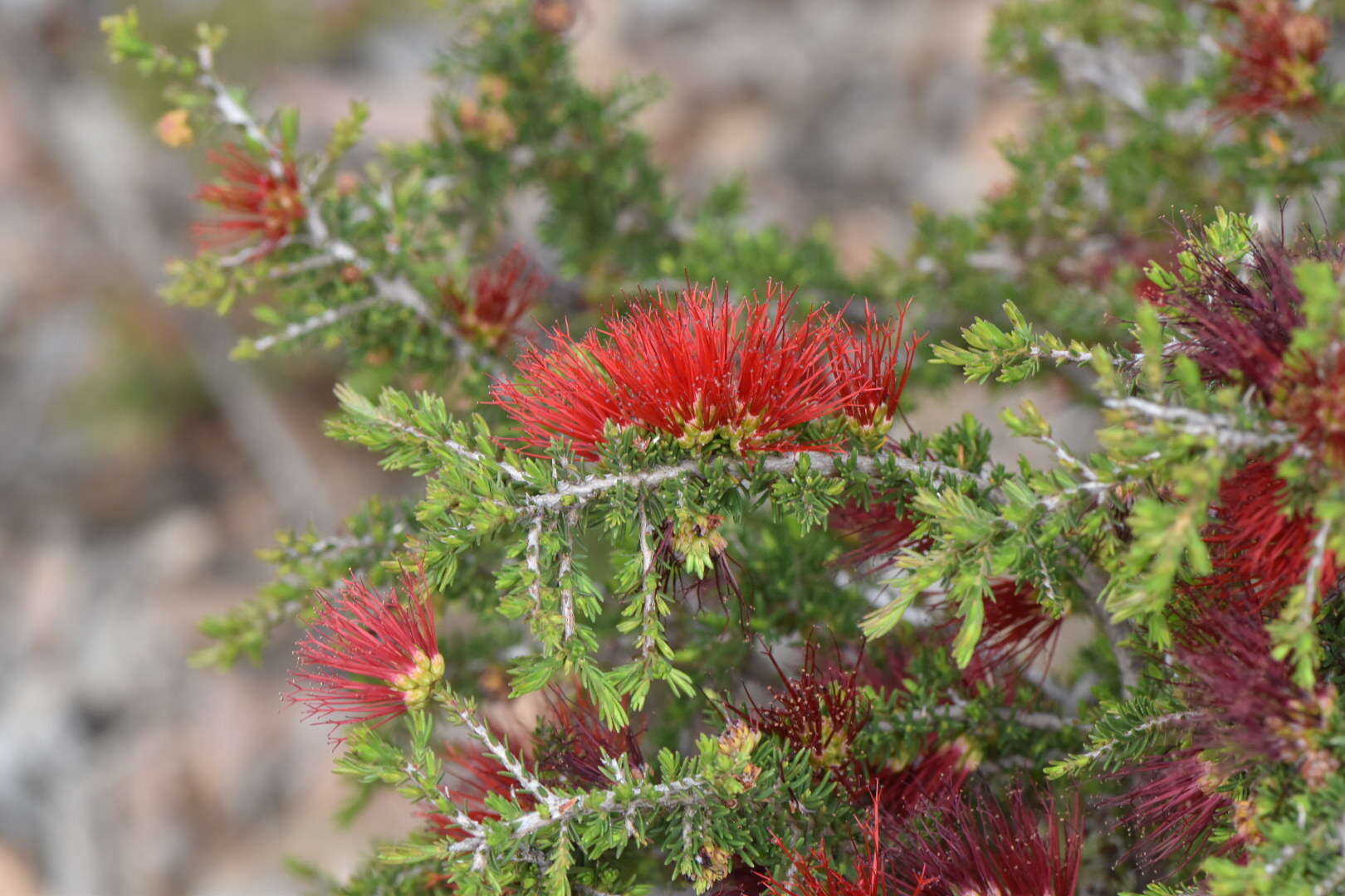 Image of Melaleuca cyrtodonta Turcz.