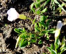 Image of Oxalis monophylla var. monophylla