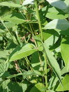 Image of Clustered Mountain-Mint