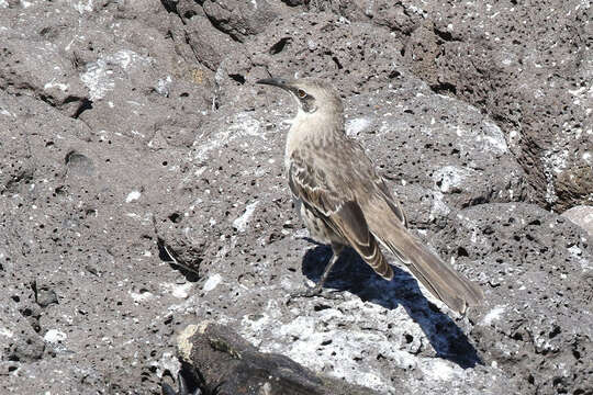 Image of Espanola Mockingbird