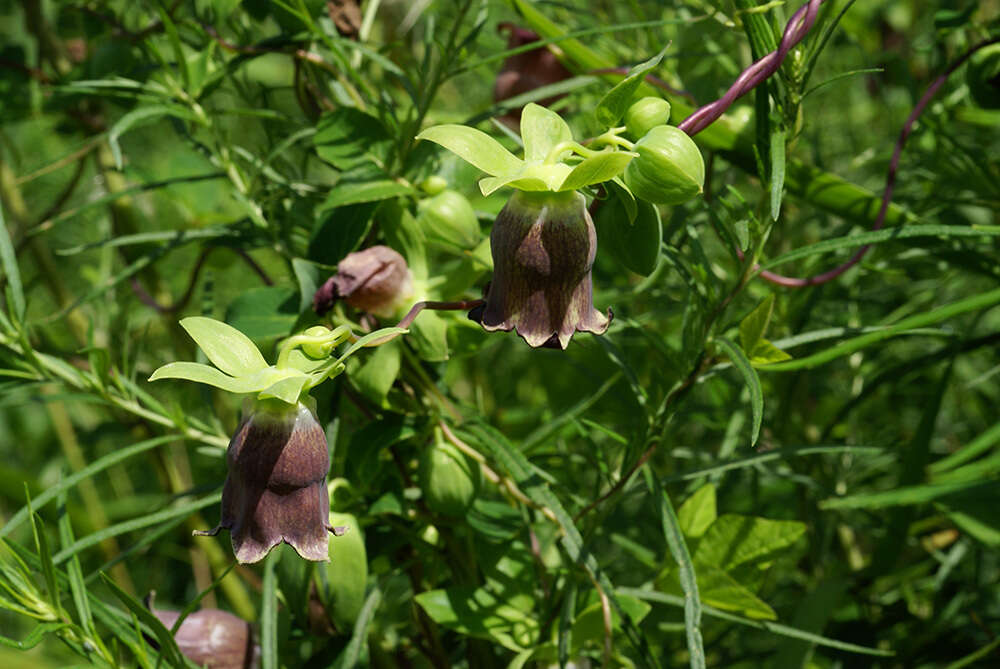 Image of Codonopsis ussuriensis (Rupr. & Maxim.) Hemsl.