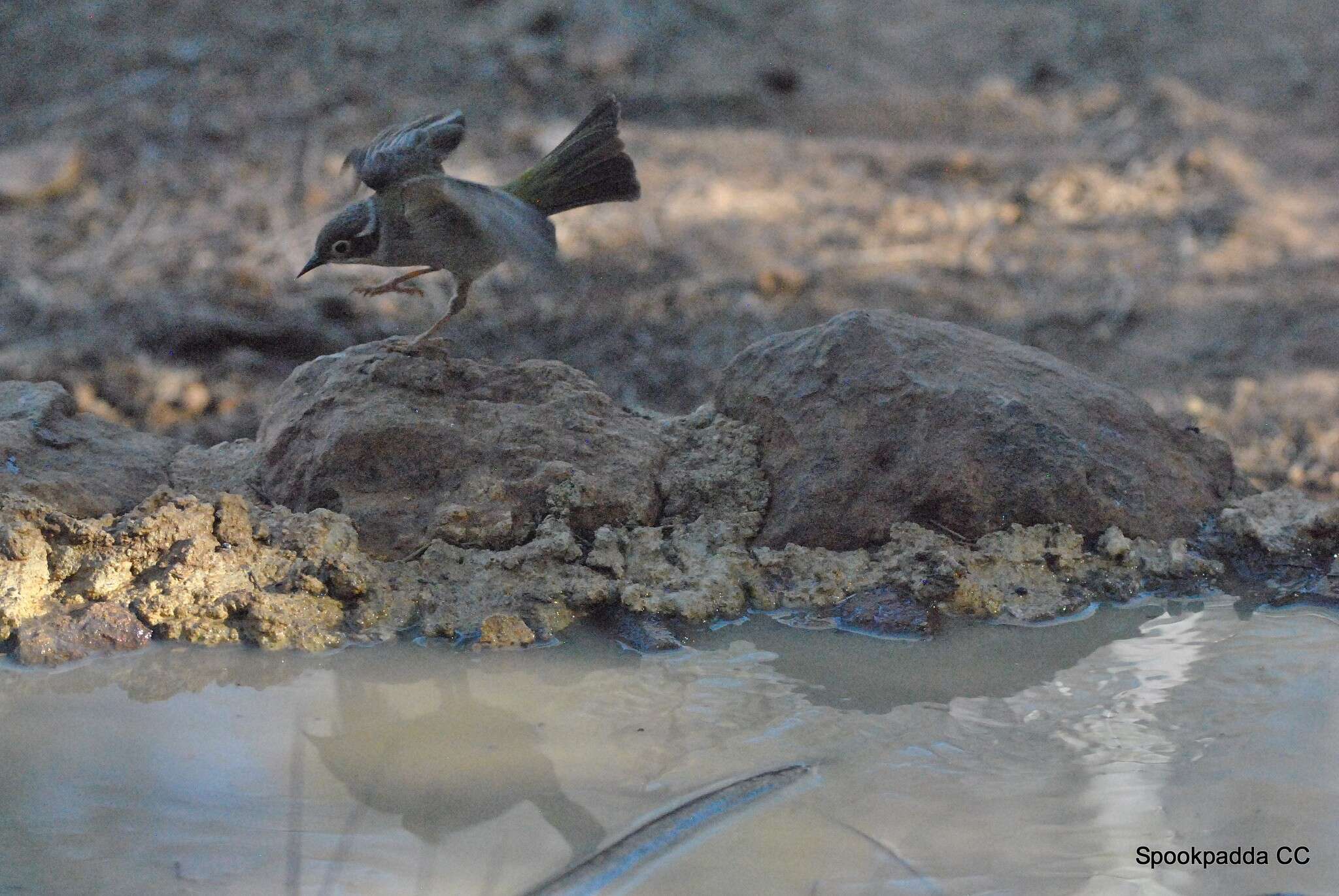 Image of Brown-headed Honeyeater