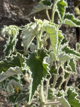 Imagem de Abutilon parishii S. Wats.