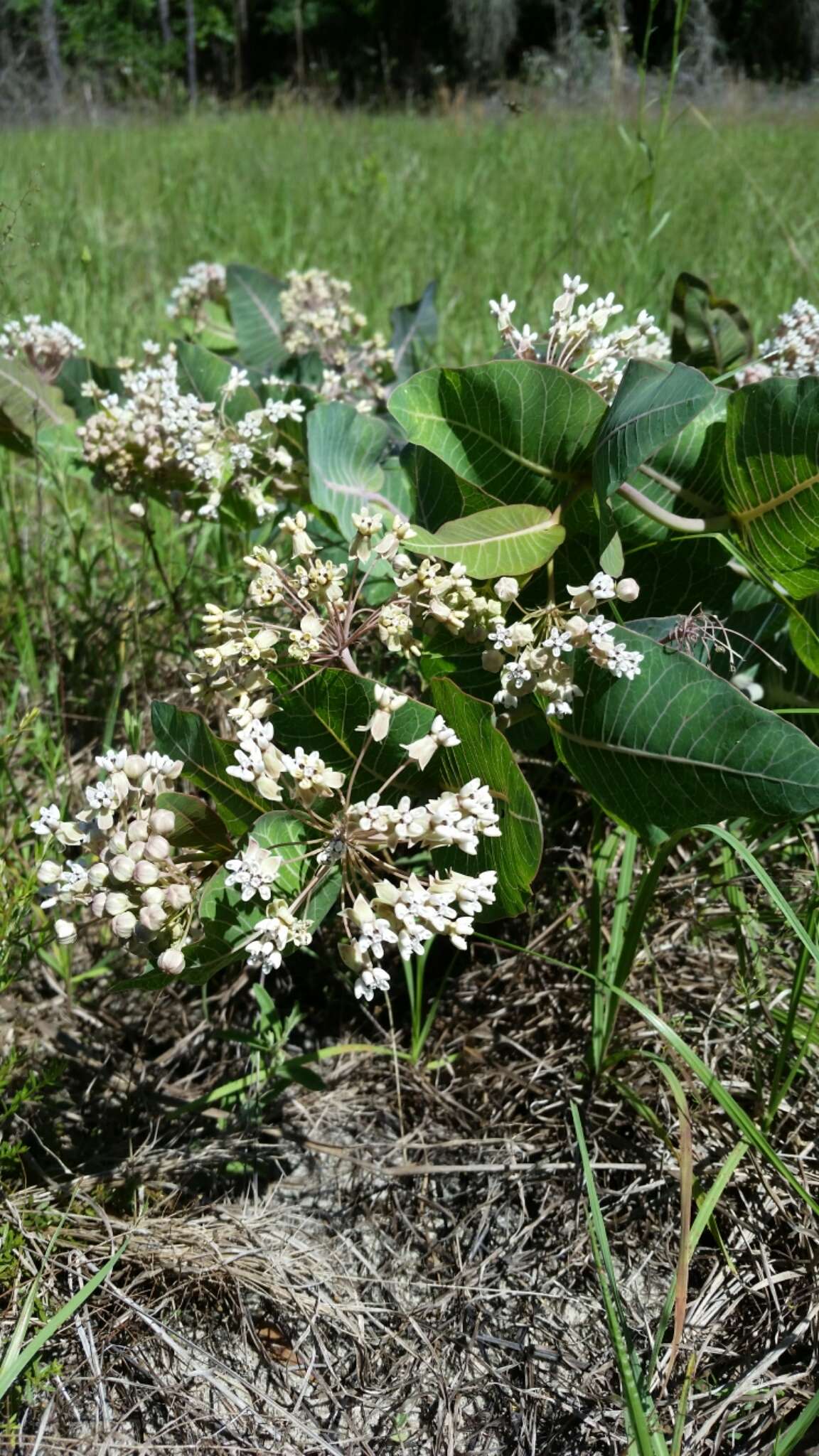 Image of pinewoods milkweed