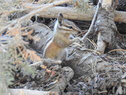 Image of lodgepole chipmunk