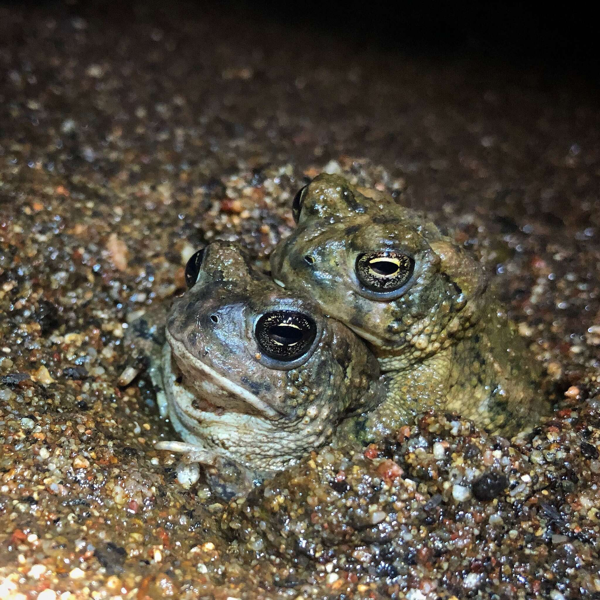 Image of Arroyo toad