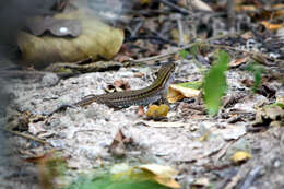 Image de Ameiva bifrontata Cope 1862