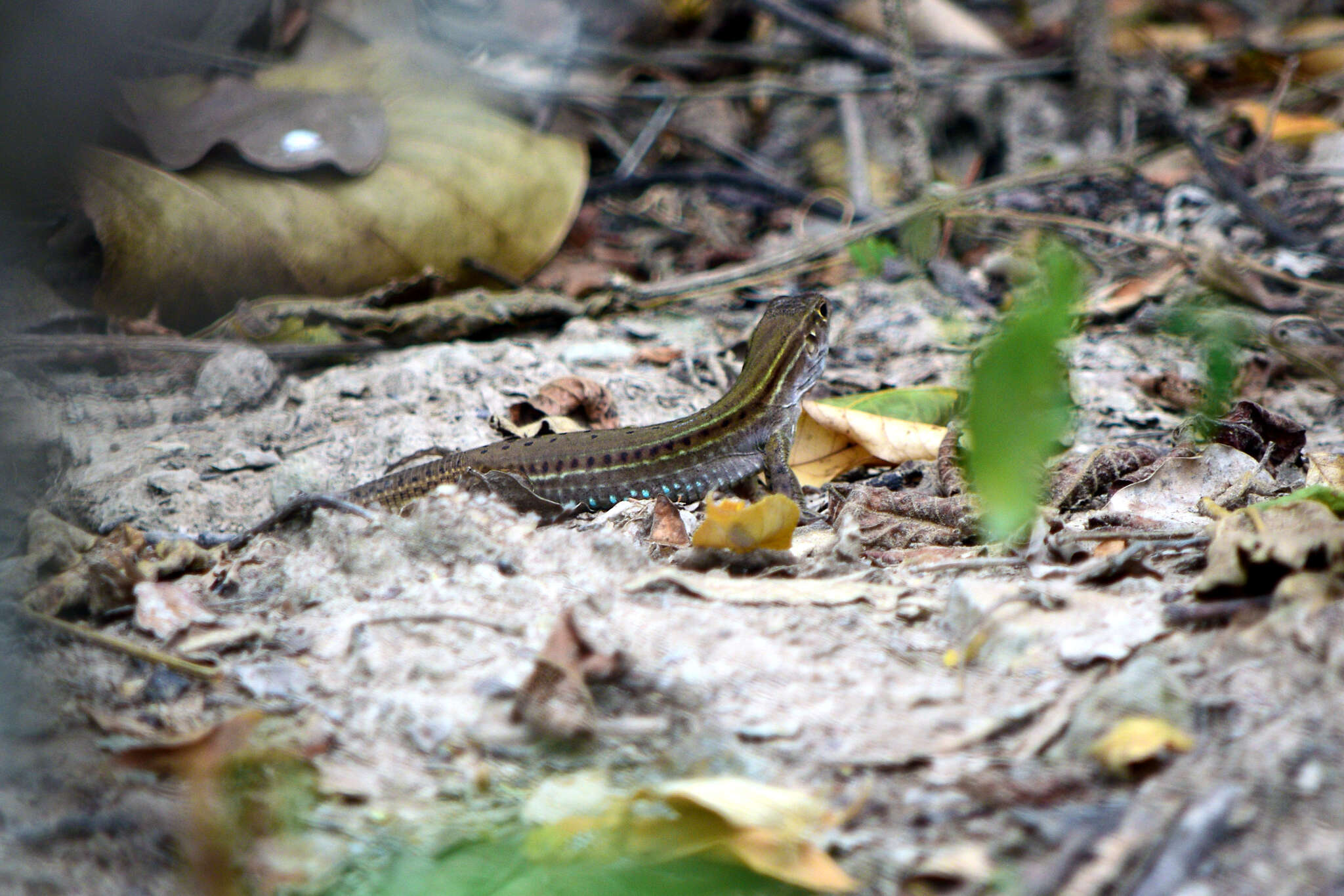 Image of Cope's Ameiva