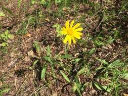 Image of longleaf arnica