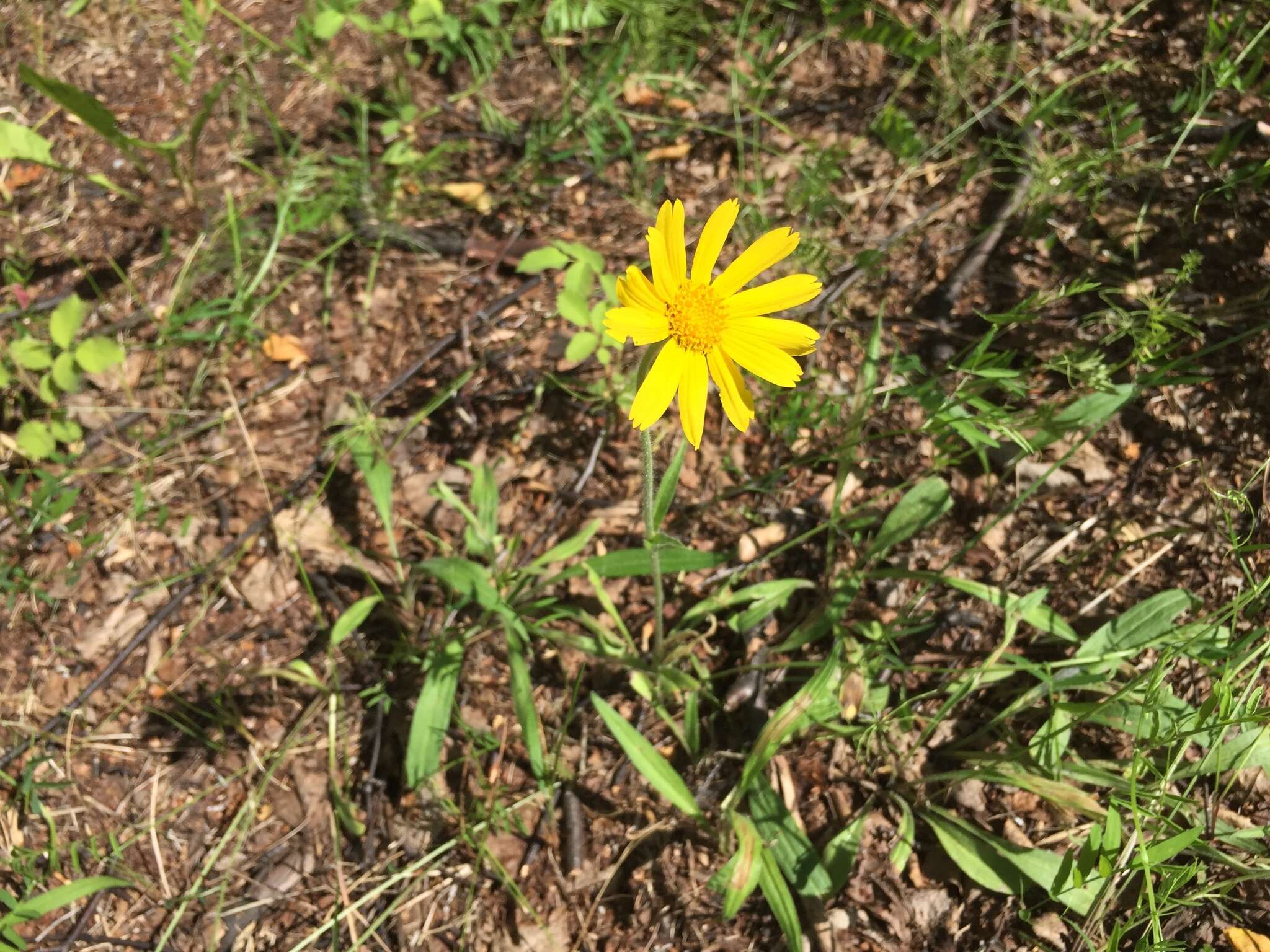 Image of longleaf arnica