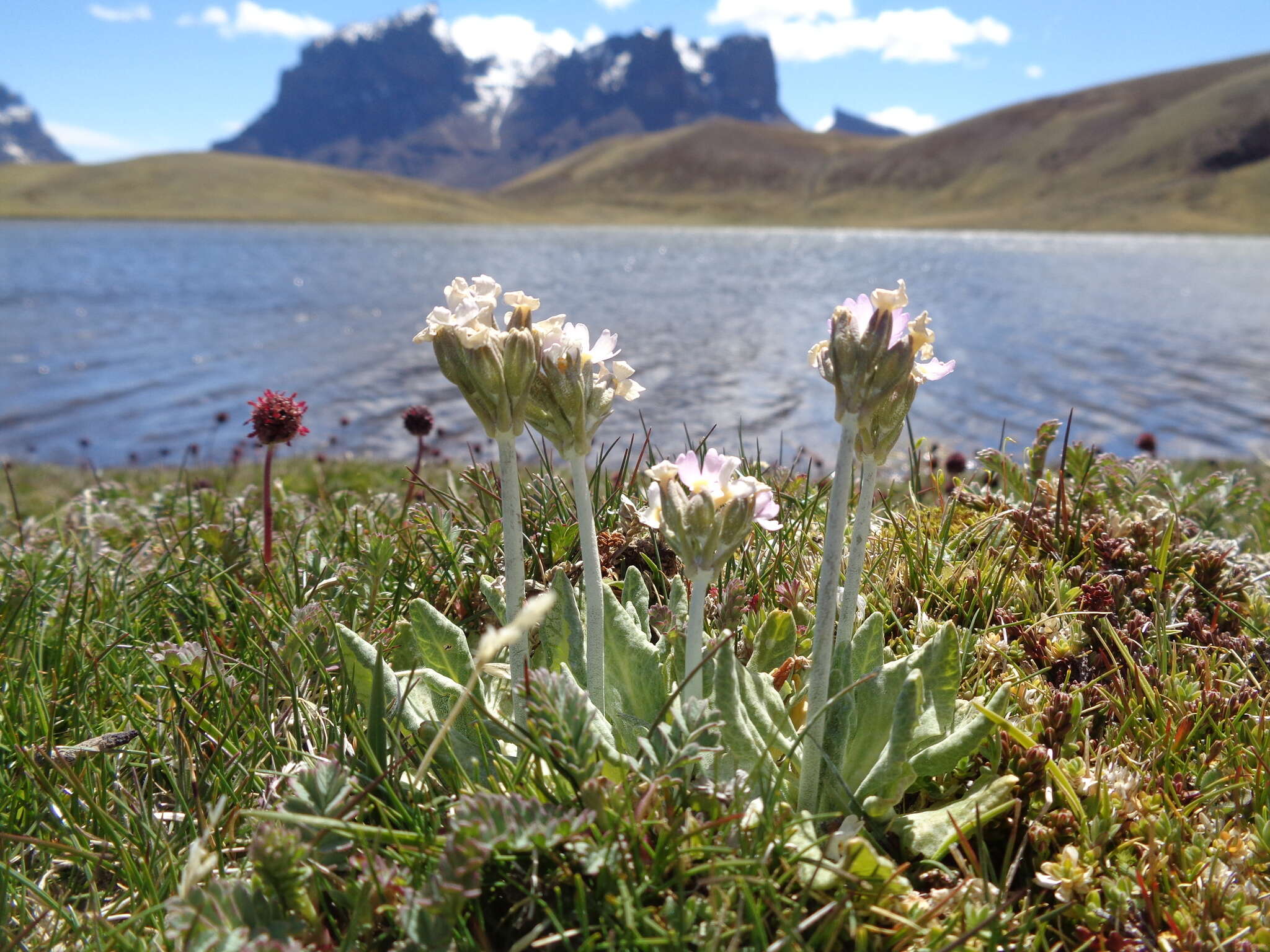 Image of Primula magellanica Lehm.