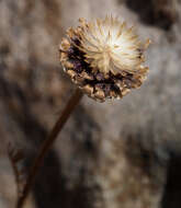 Image of Anthemis hebronica Boiss. & Kotschy