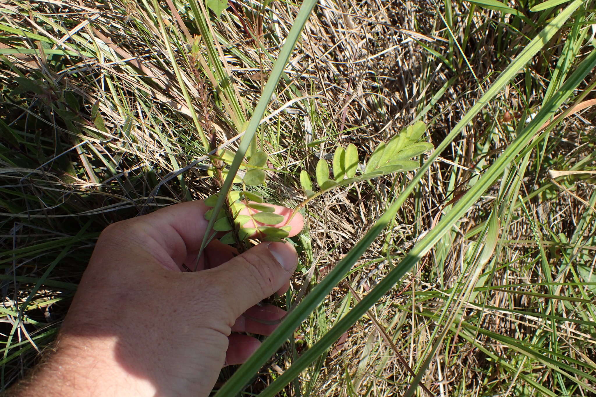 Tephrosia onobrychoides Nutt.的圖片