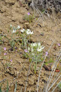 Imagem de Ornithogalum navaschinii Agapova