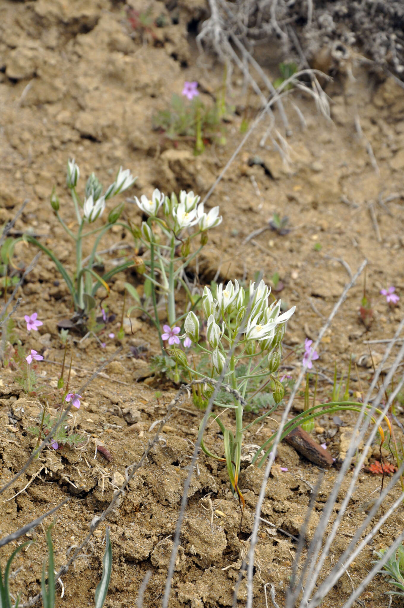 Imagem de Ornithogalum navaschinii Agapova