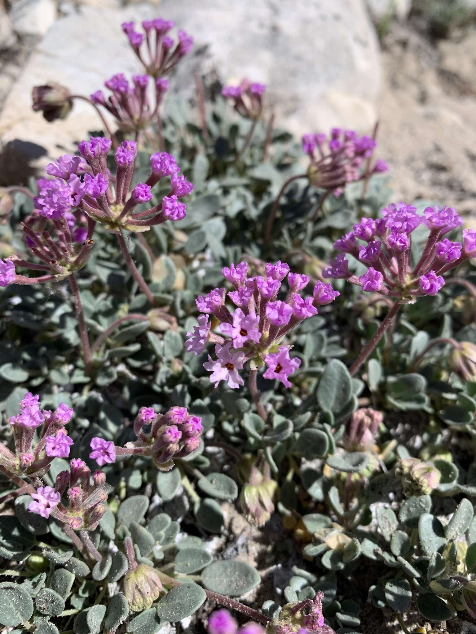 Image of Coville's dwarf sand verbena