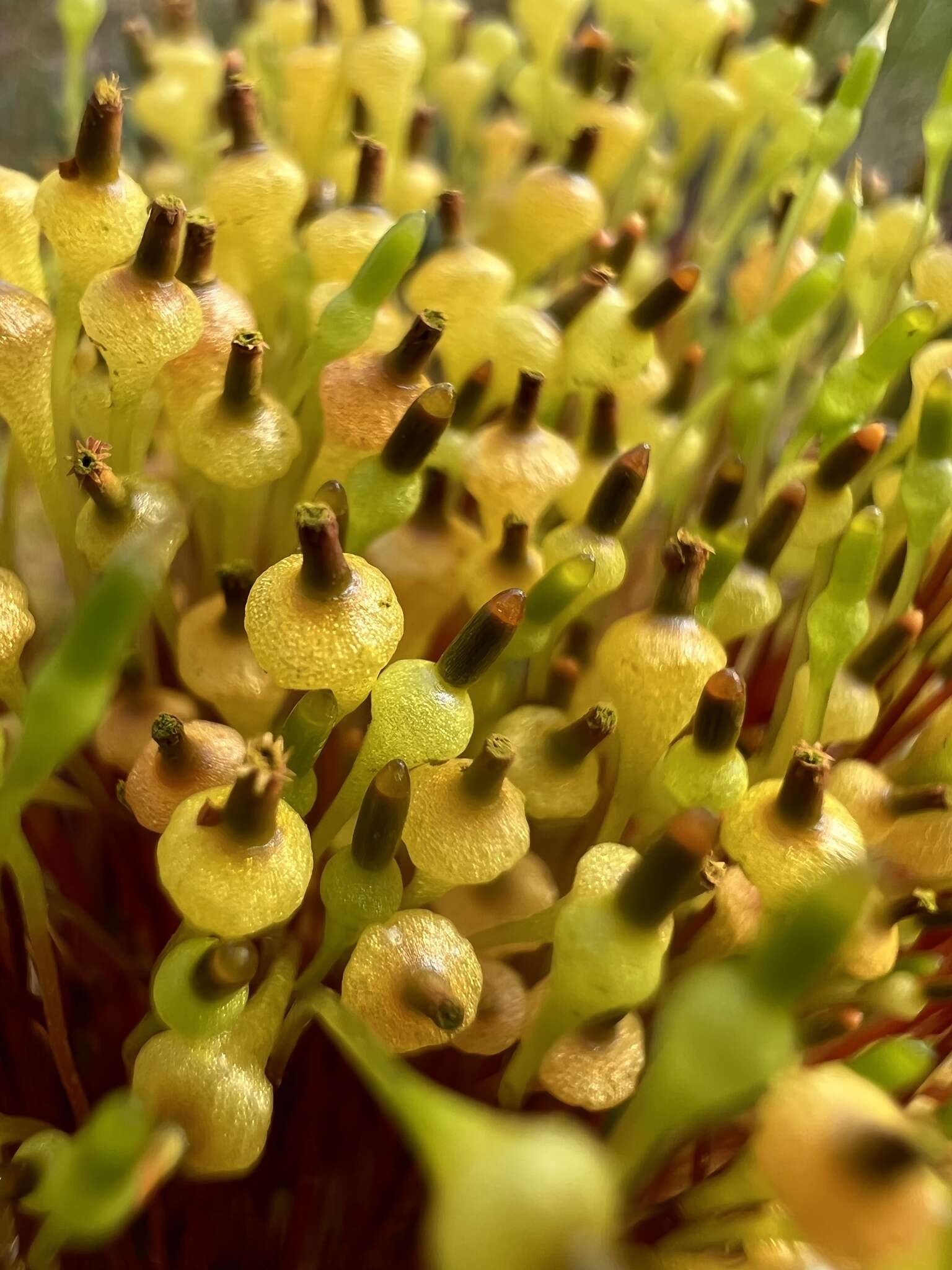 Image of small capsule dung moss