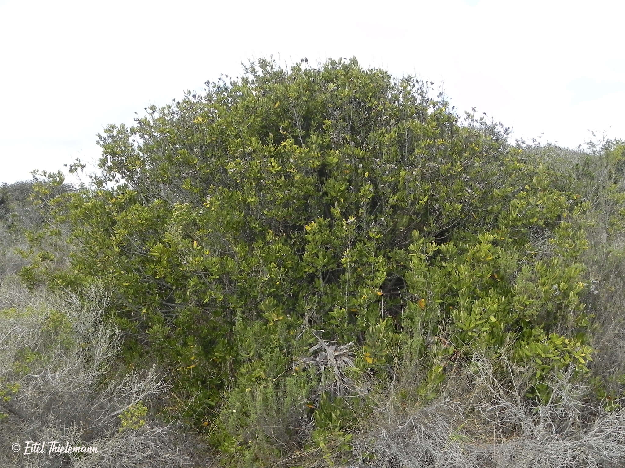 Image of Pouteria valparadisaea (Molina)