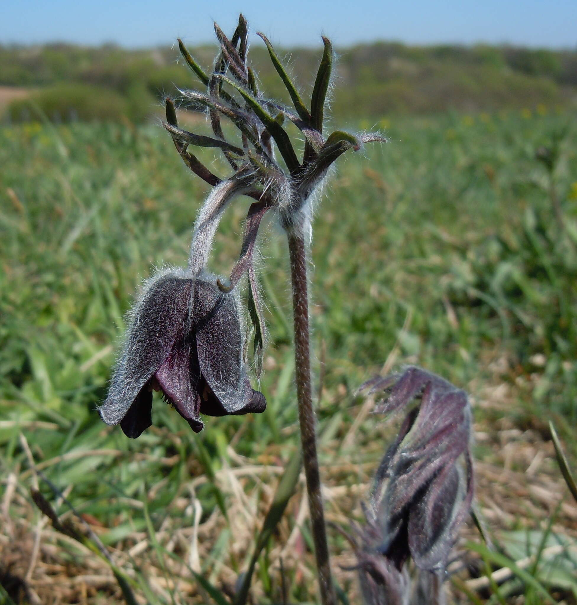 Image of Pulsatilla pratensis subsp. nigricans (Störcke) Zämelis