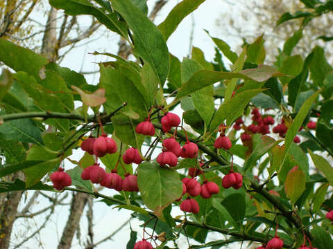 Imagem de Euonymus europaeus L.