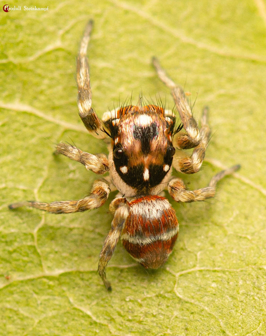 Image of Parajotus refulgens Wesolowska 2000