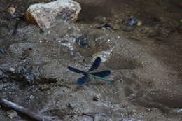 Image of Atrocalopteryx Dumont, Vanfleteren, De Jonckheere & Weekers 2005