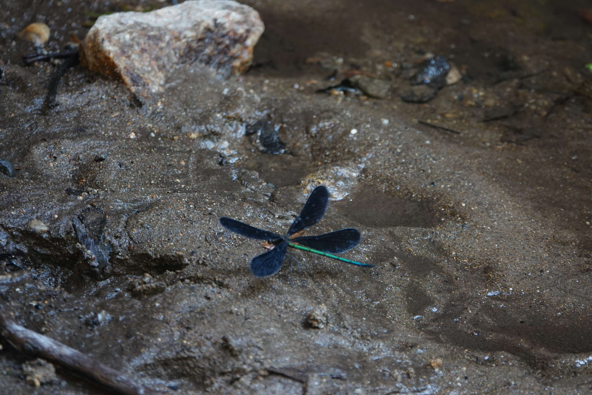 Image of Atrocalopteryx Dumont, Vanfleteren, De Jonckheere & Weekers 2005