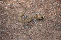 Image of Nyika Gecko