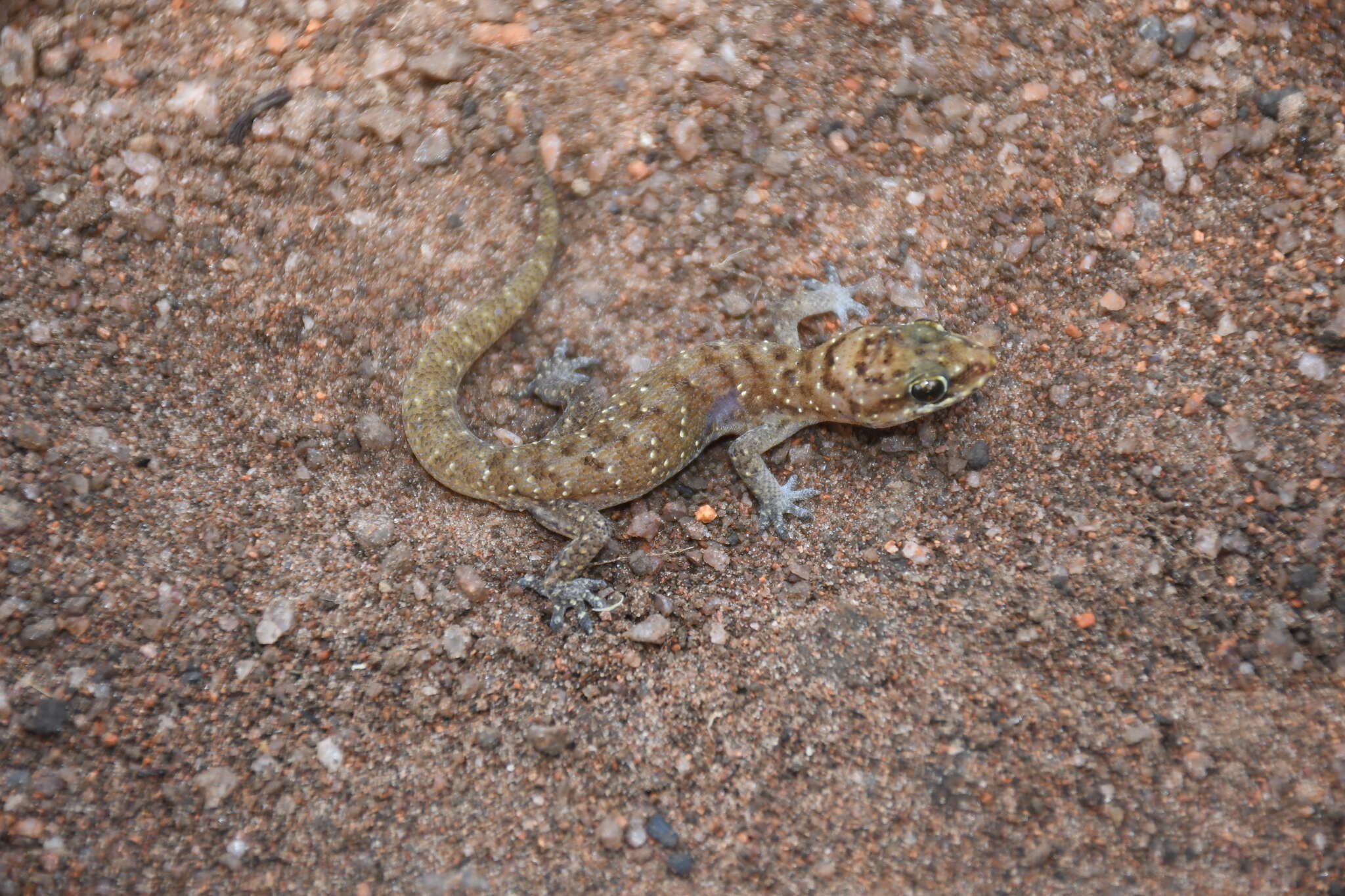 Image of Nyika Gecko