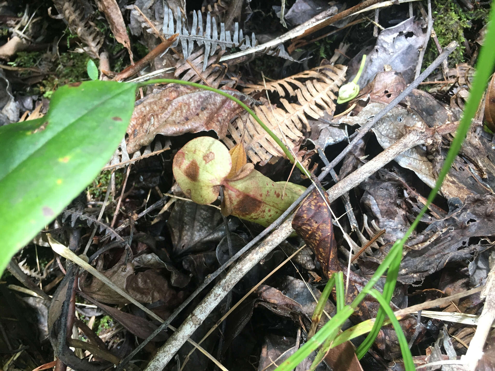 Image of Common Swamp Pitcher Plant