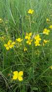 Image of Yellow Meadow-Beauty