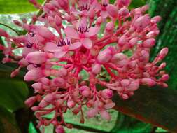 Image of Medinilla speciosa (Reinw. ex Bl.) Bl.