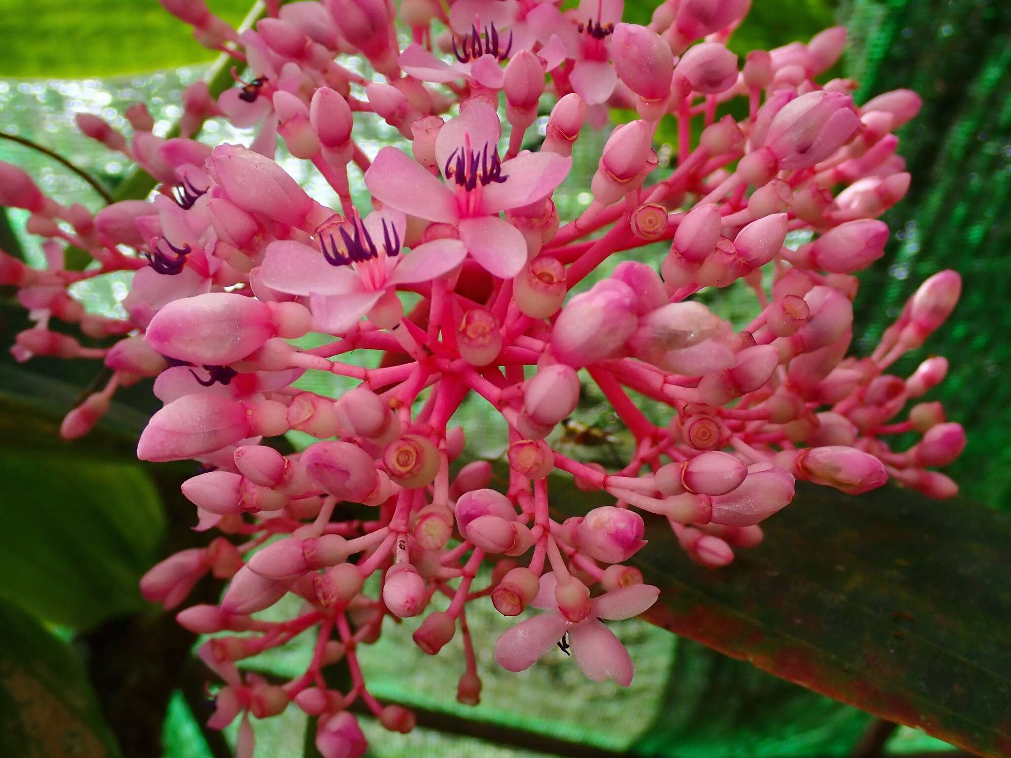 Image of Medinilla speciosa (Reinw. ex Bl.) Bl.