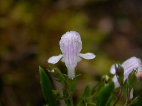 Image of Satureja montana subsp. variegata (Host) P. W. Ball