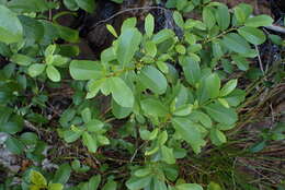 Image of California buckthorn