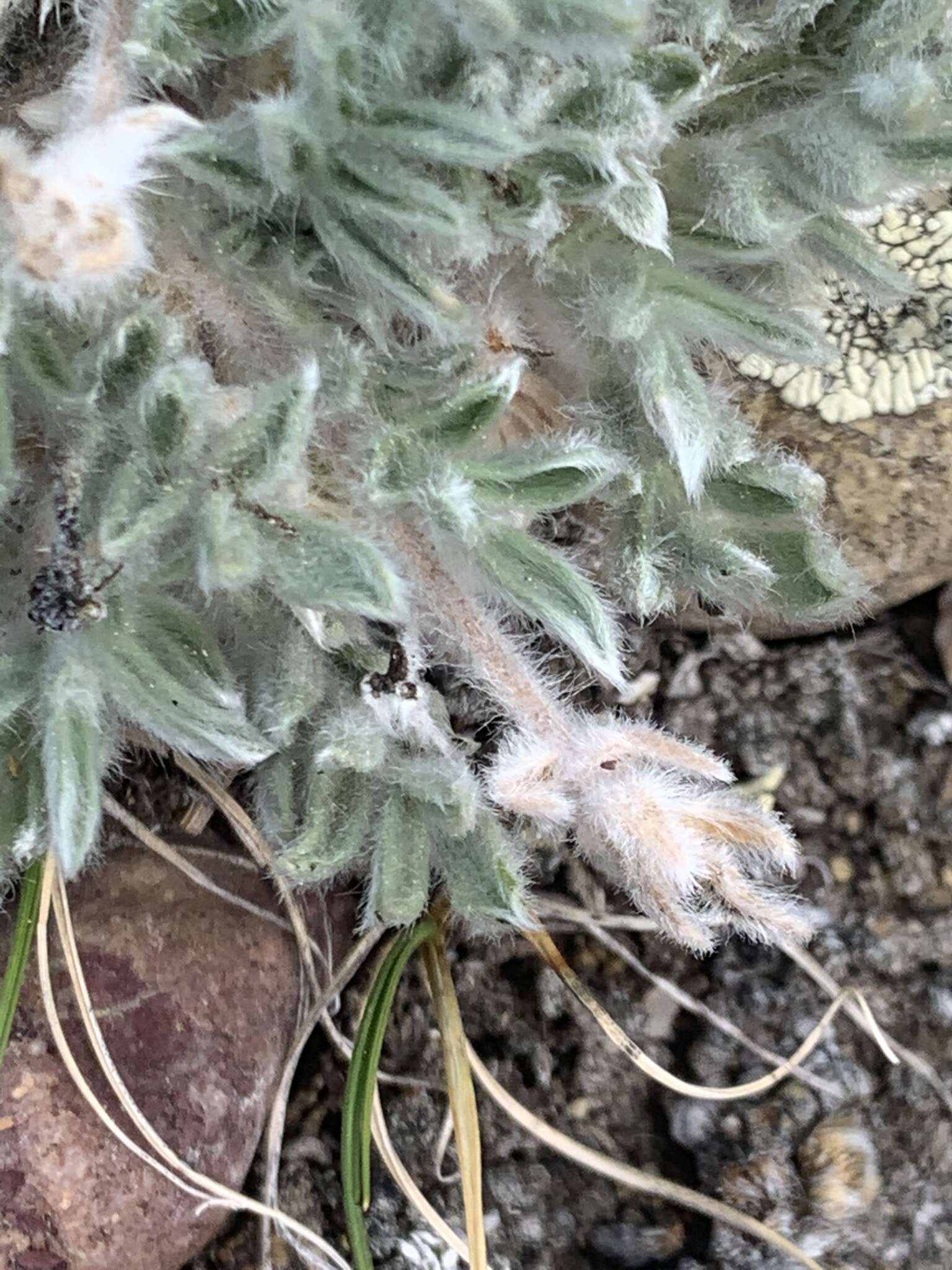 Image of haresfoot locoweed