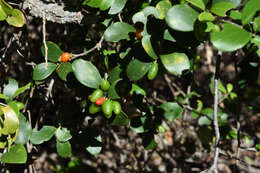 Image of Glossy sourberry