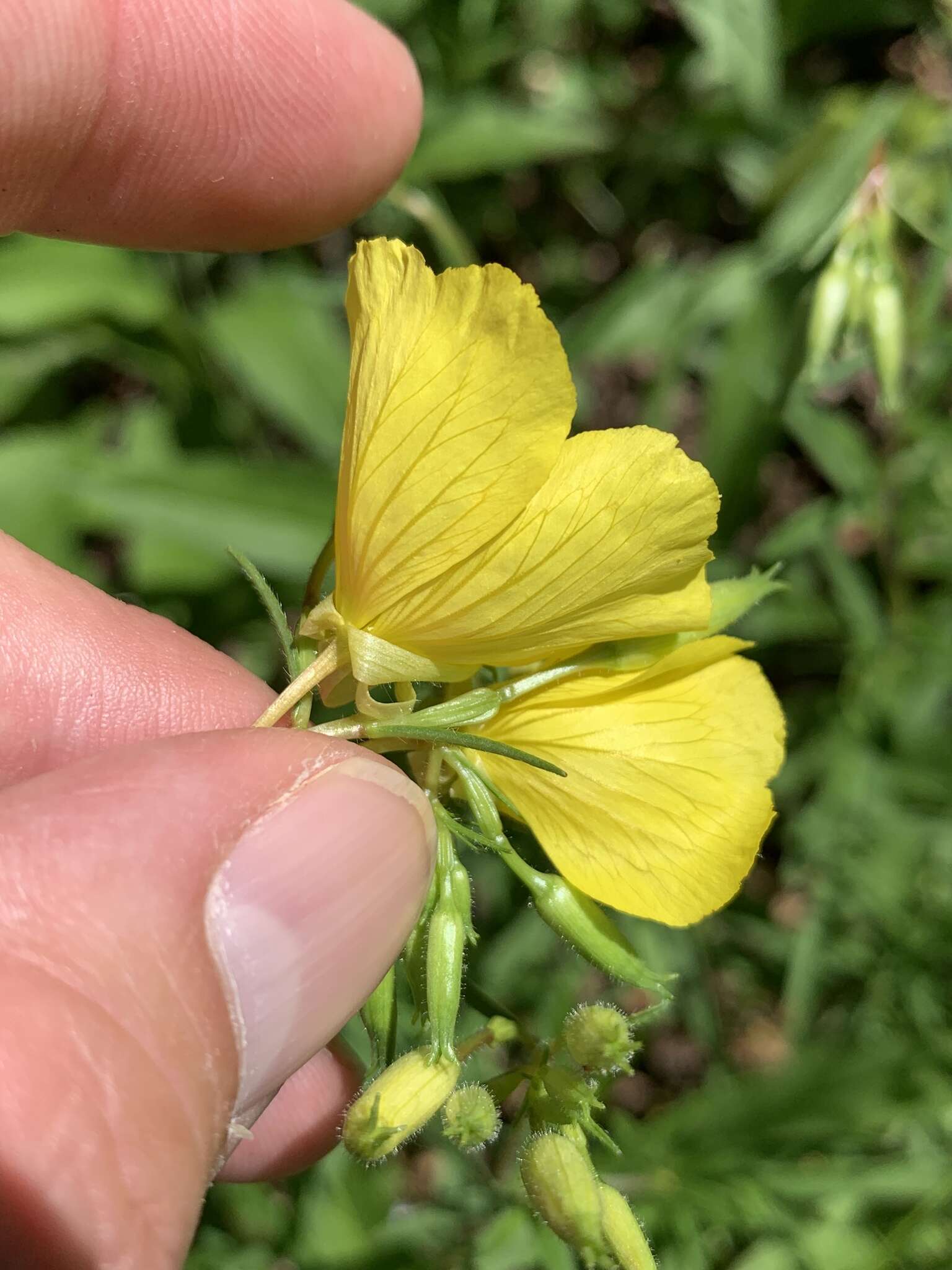 Plancia ëd Oenothera fruticosa L.