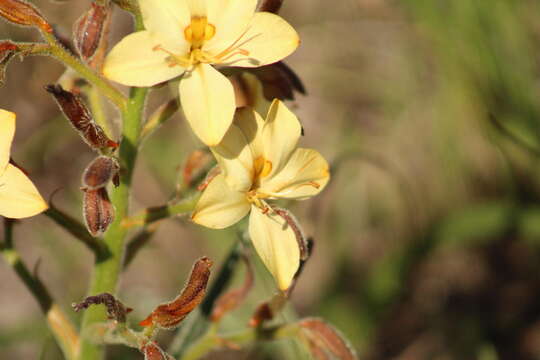 Image of Wachendorfia paniculata Burm.