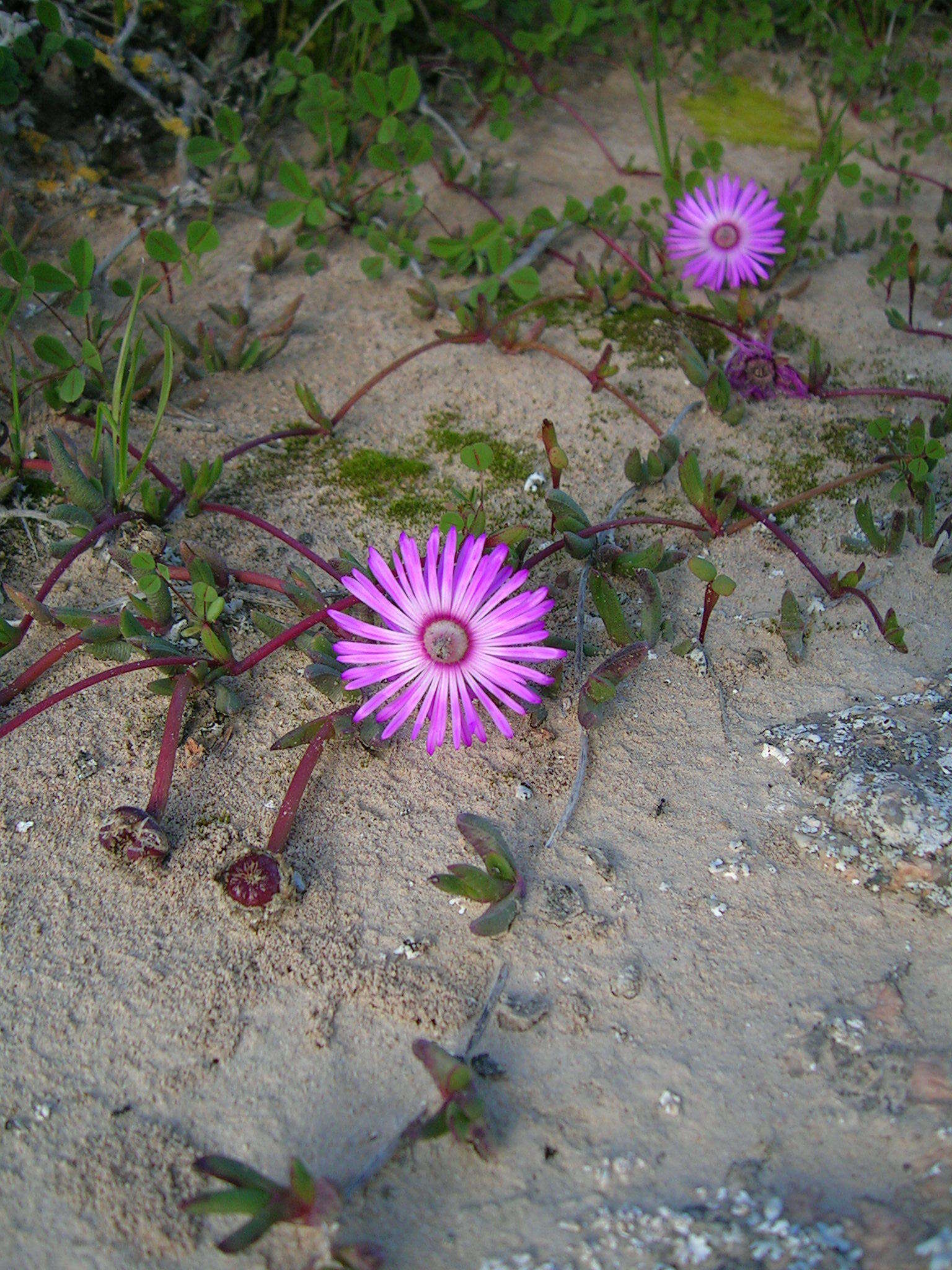 صورة Cephalophyllum rostellum (L. Bo I.) H. E. K. Hartm.