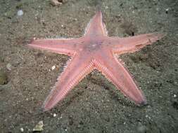 Image of Sand star