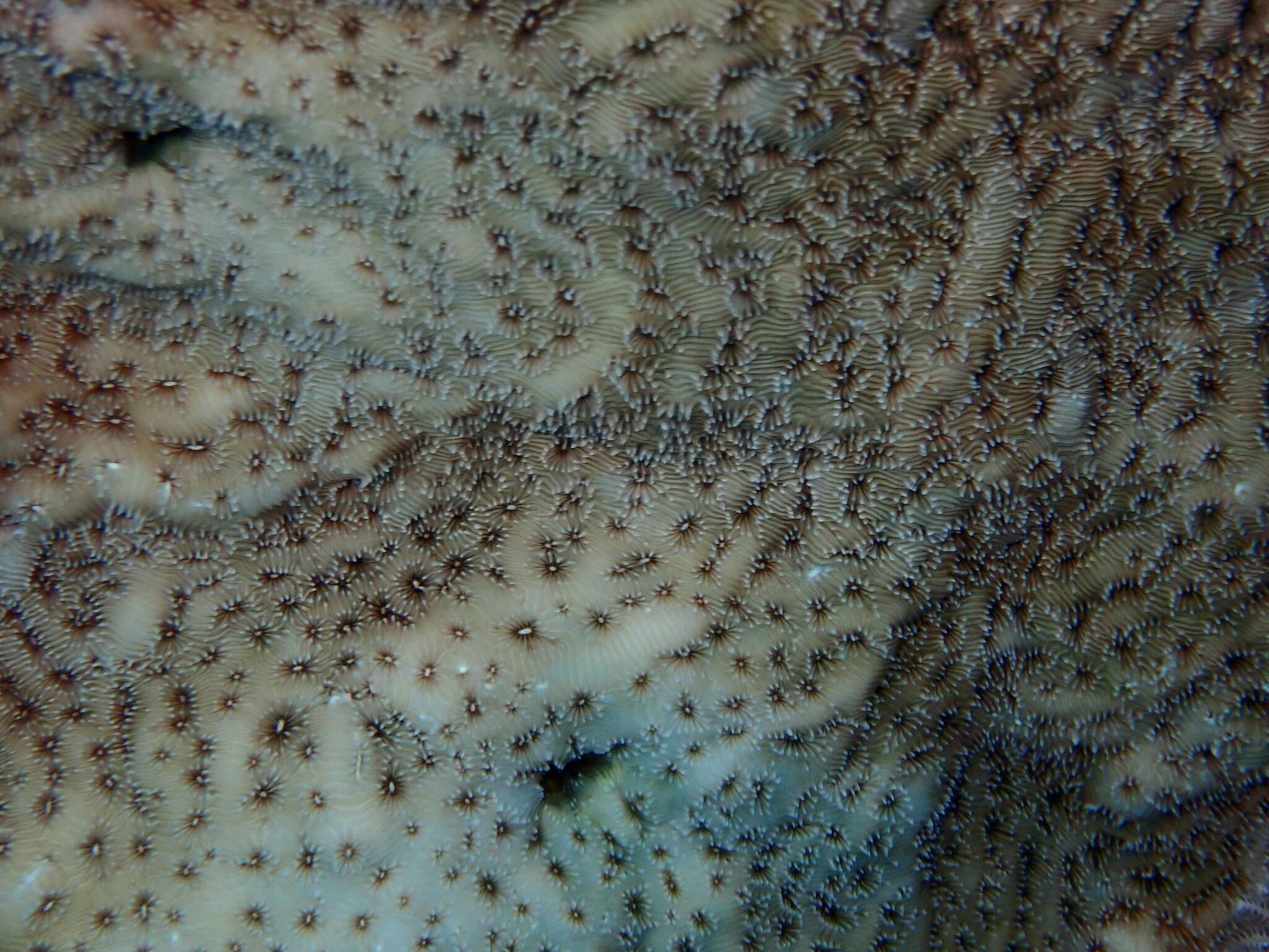 Image of Peacock Coral