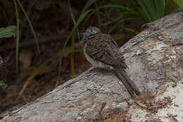 Image of Bar-shouldered Dove