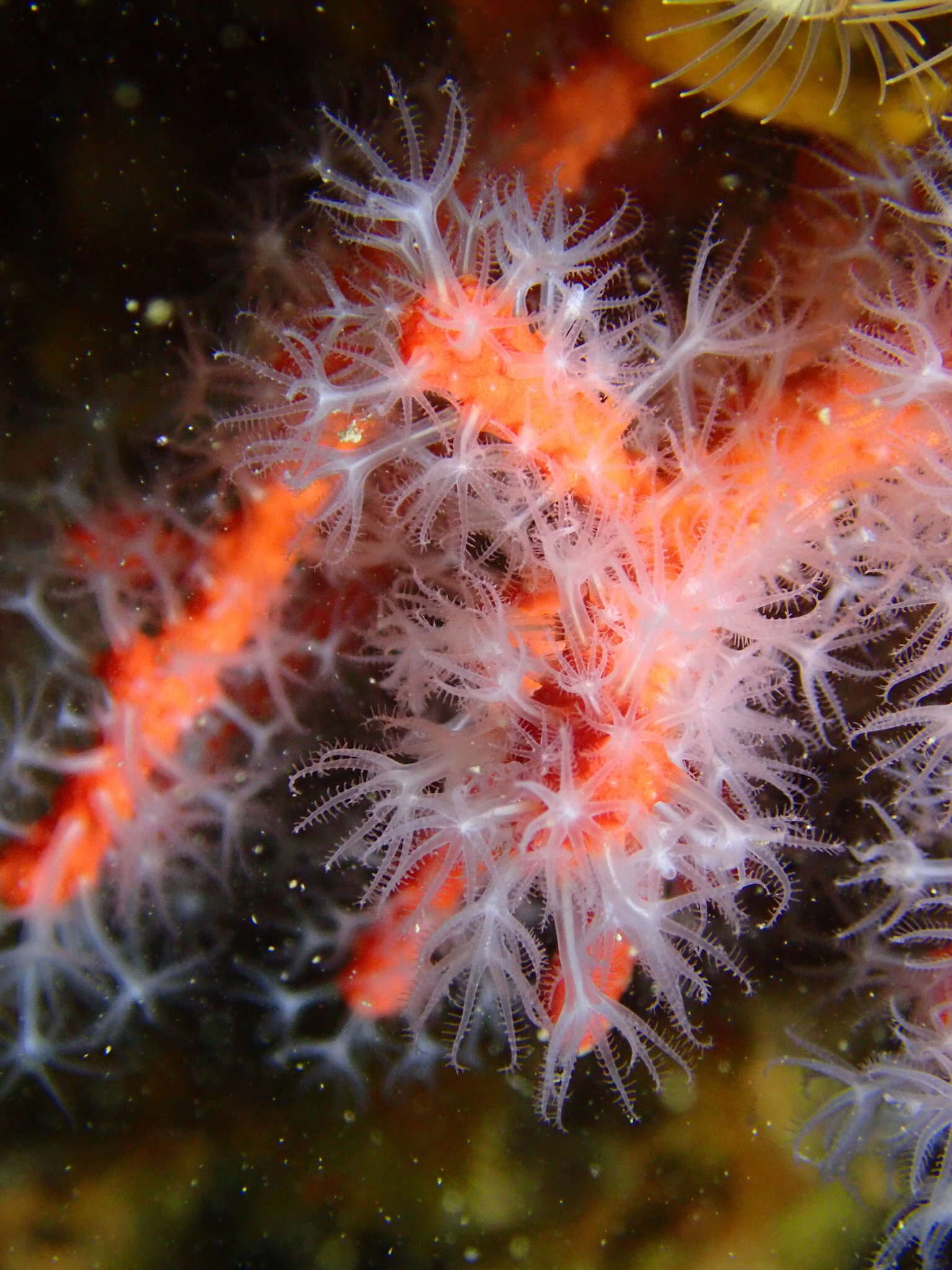 Image of Red coral