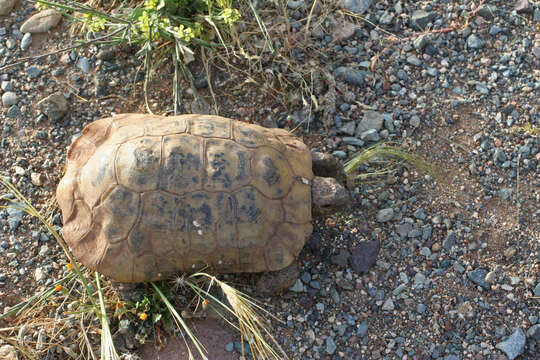 Image of Testudo graeca marokkensis Pieh & Perälä 2004