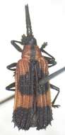 Oxychalepus balyanus (Weise 1911)的圖片