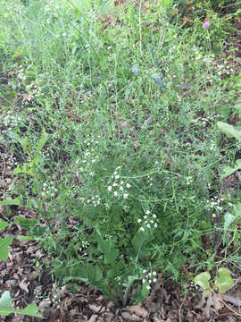 Image of spreading hedgeparsley