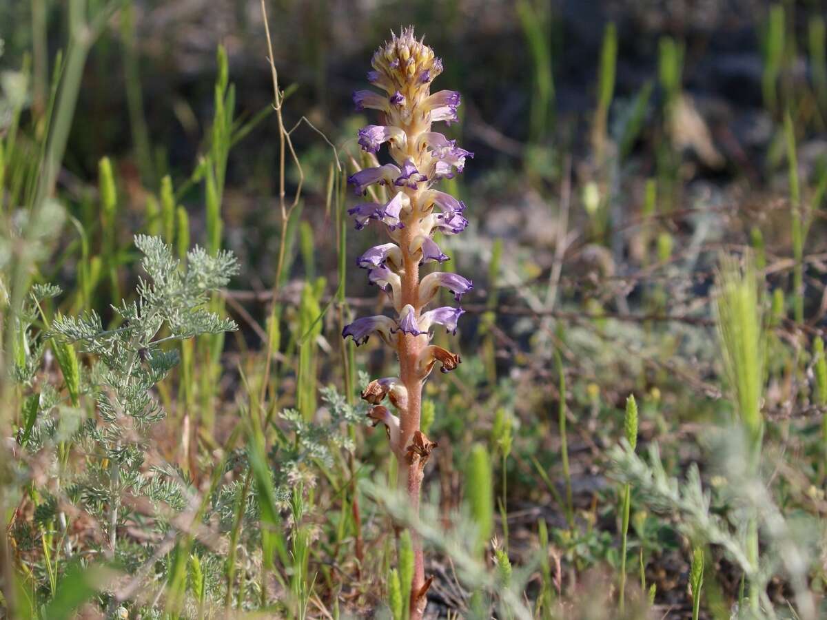 Image of nodding broomrape