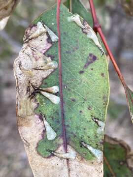 Imagem de Creiis corniculatus (Froggatt 1900)