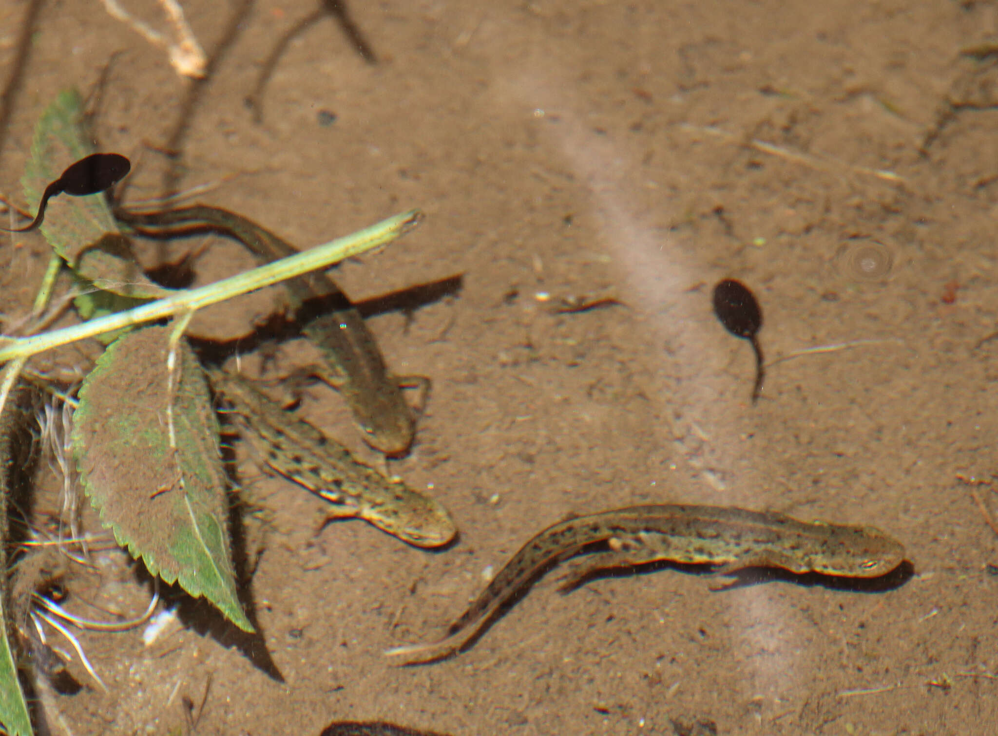 Image of Bosca's Newt